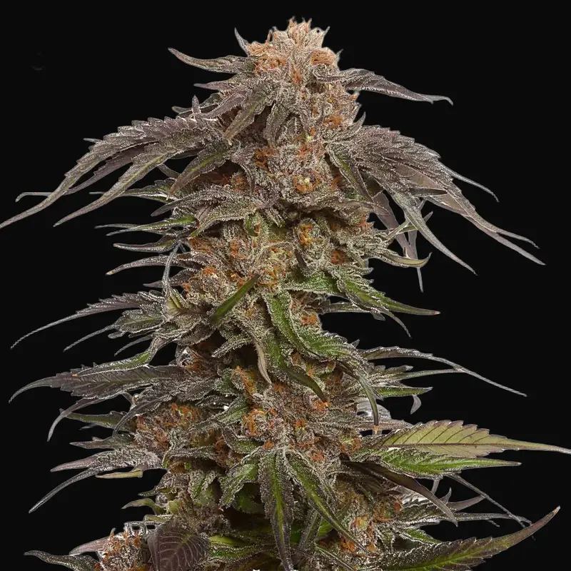 Blue Magic
