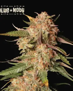 Blue Moby Auto