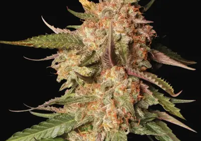 Blue Moby Auto
