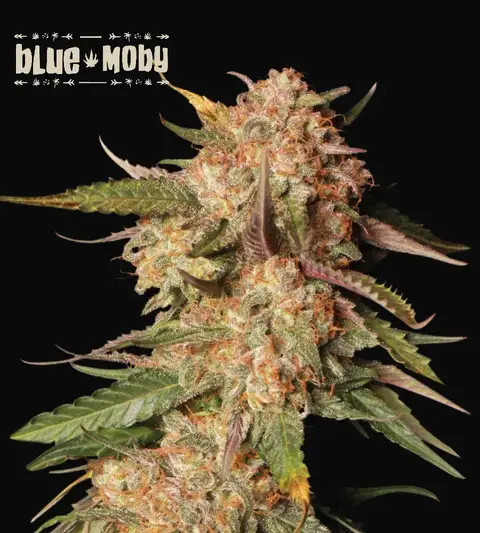 Blue Moby Auto