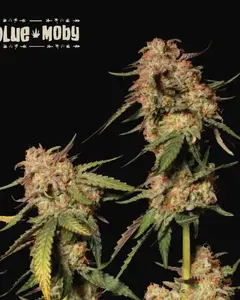 Blue Moby