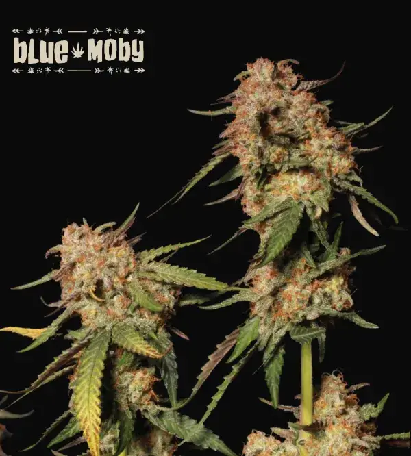 Blue Moby