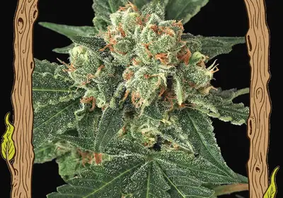 Blue Monkey