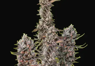 Blue Mystic Auto