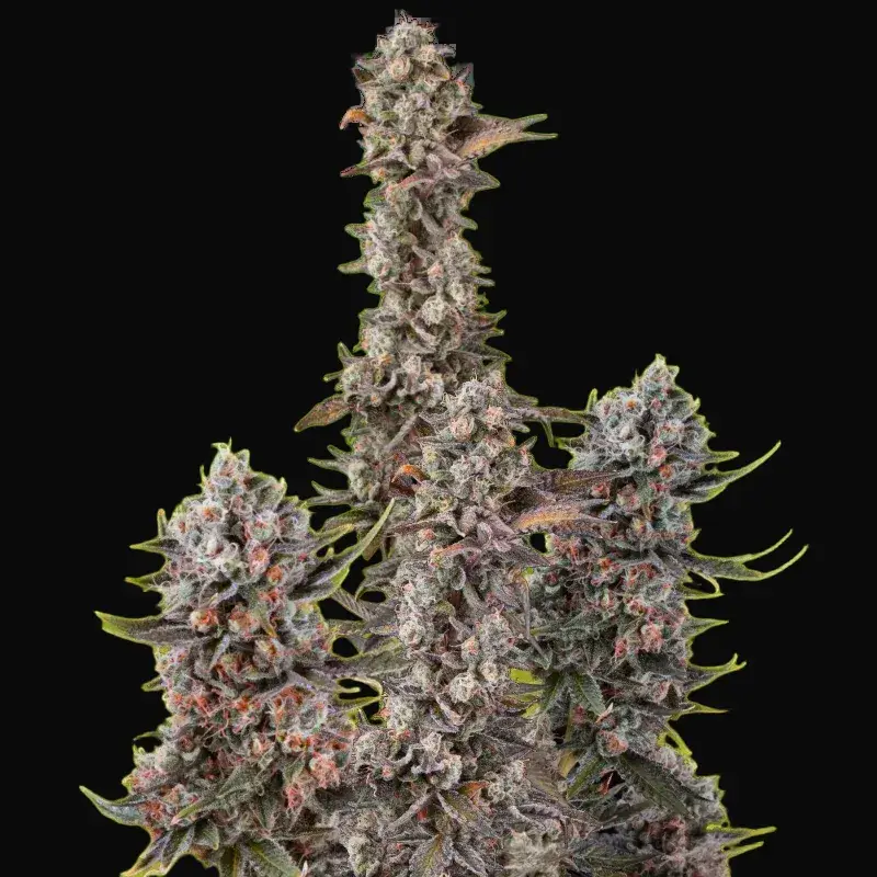 Blue Mystic Auto