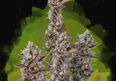Blue Mystic Auto