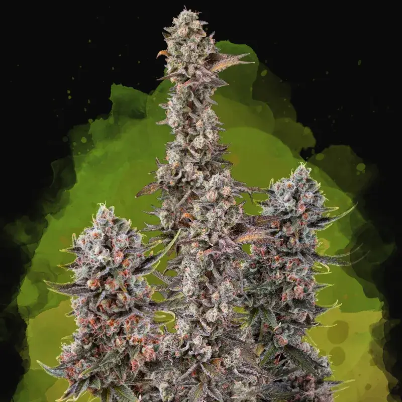 Blue Mystic Auto