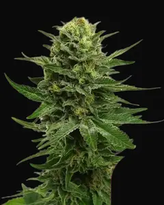 Blue Mystic