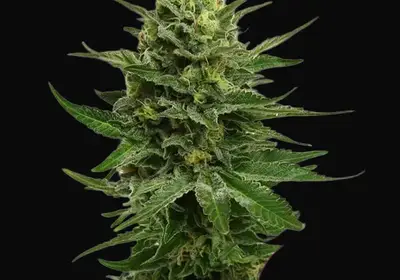 Blue Mystic