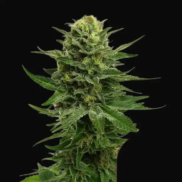 Blue Mystic