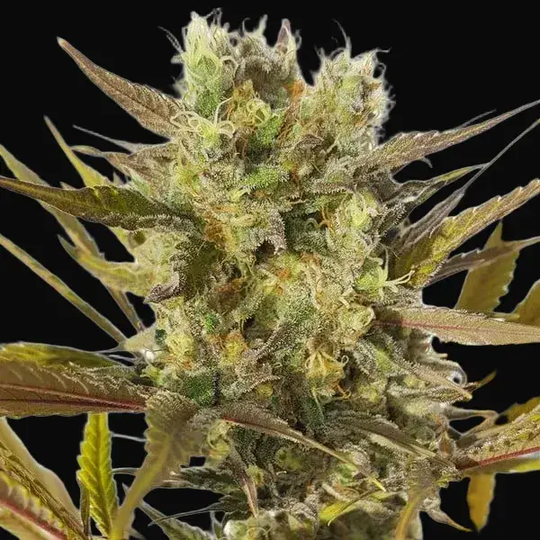 Blue Mystic — zdjęcie 4