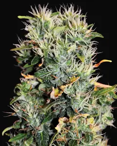 Blue OG