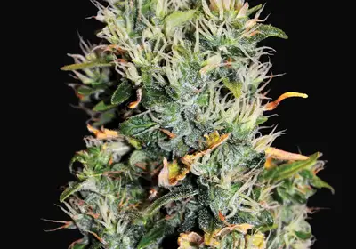 Blue OG