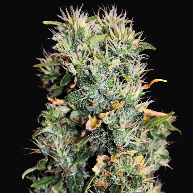 Blue OG