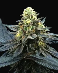 Blue Peach