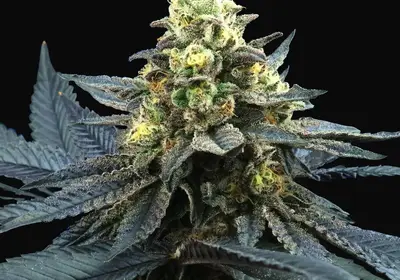 Blue Peach
