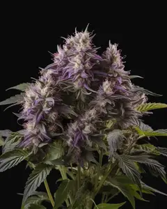 Blue Power