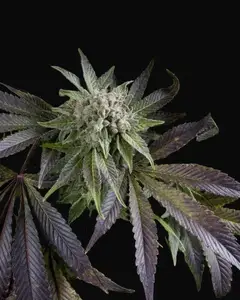 Blue Pyramid