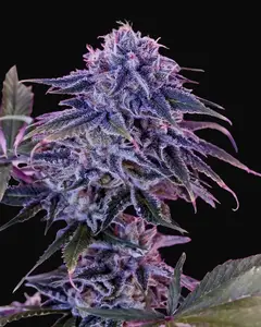 Blue Rhino