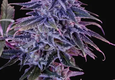 Blue Rhino