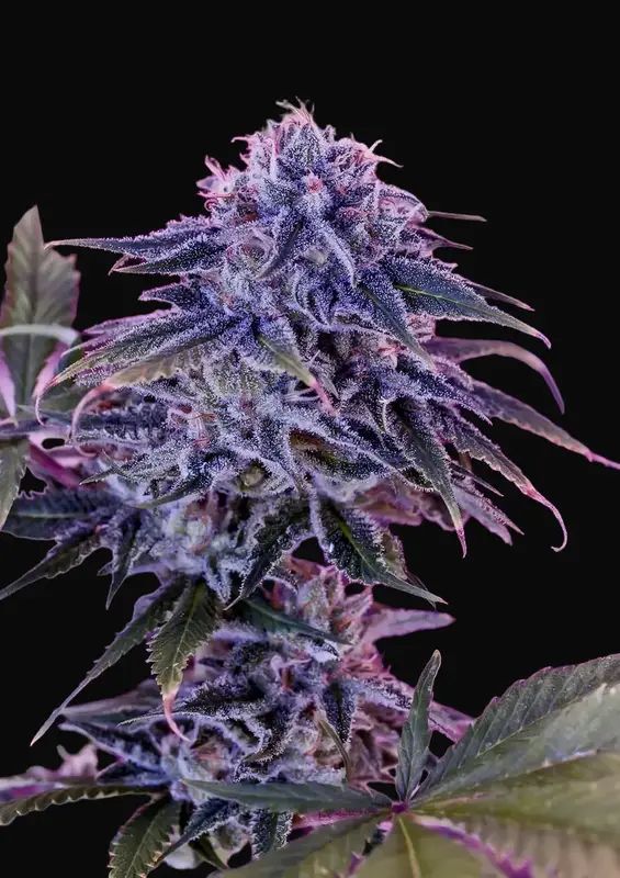 Blue Rhino