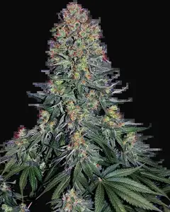 Blue Skunk Feminized