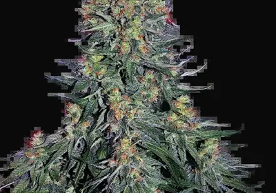Blue Skunk Feminized