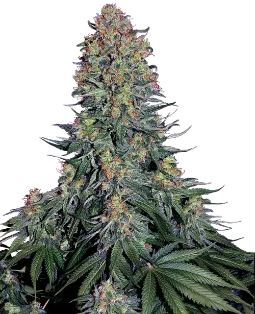 Blue Skunk Feminized