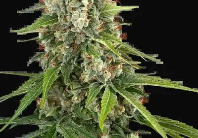 Blue Sunset Feminized