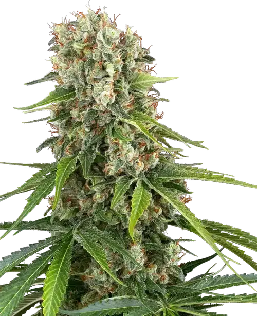 Blue Sunset Feminized