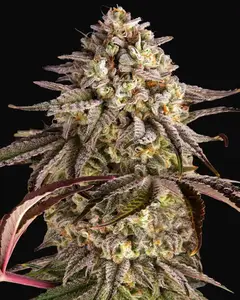 Blue Sunset Sherbert