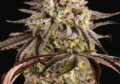 Blue Sunset Sherbert