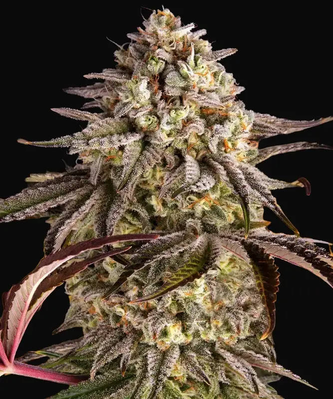 Blue Sunset Sherbert