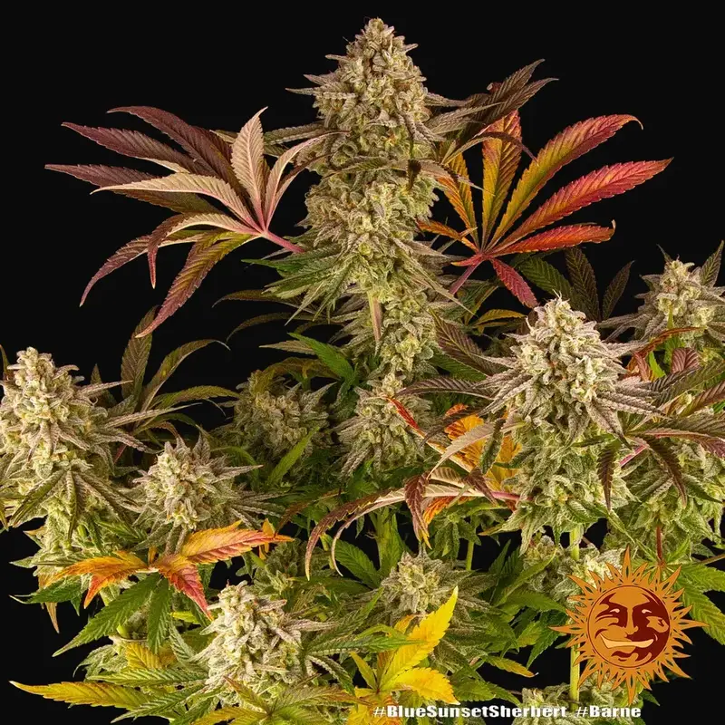 Blue Sunset Sherbert — zdjęcie 4