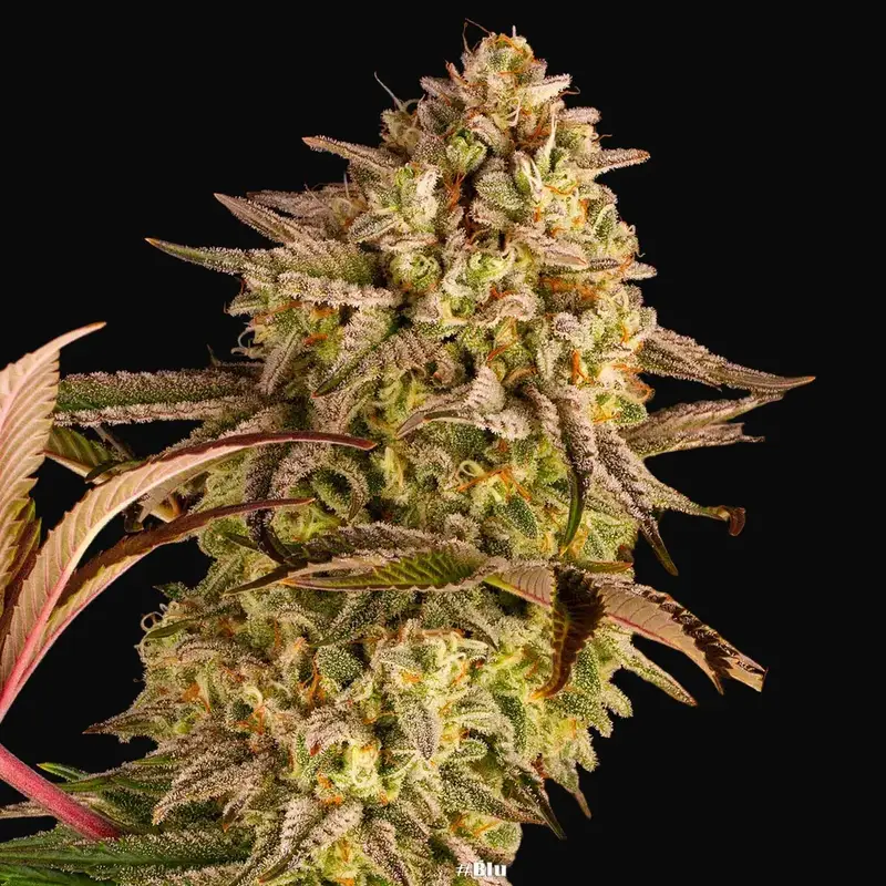 Blue Sunset Sherbert — zdjęcie 3