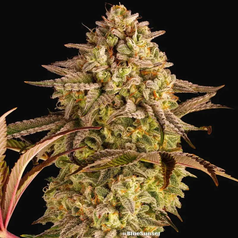 Blue Sunset Sherbert — zdjęcie 2