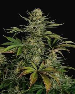 Blue Thai