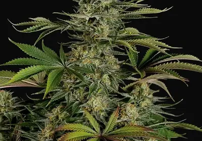 Blue Thai