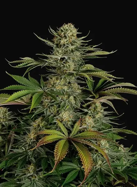 Blue Thai