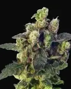 Blue Thunder