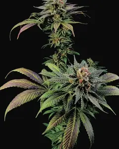 Blue Widow
