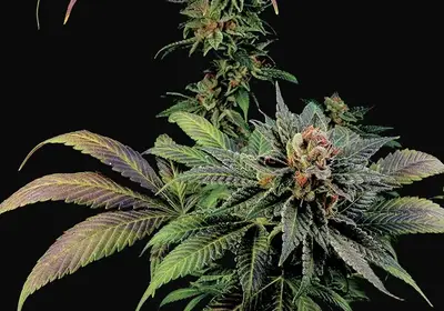 Blue Widow