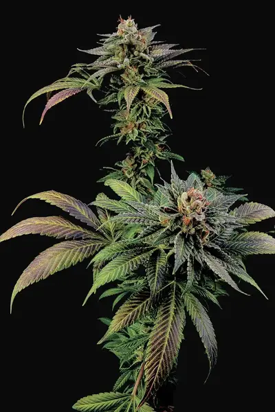 Blue Widow