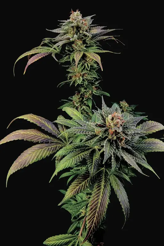 Blue Widow