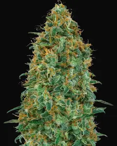 Blueberry