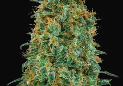 Blueberry