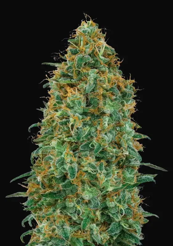 Blueberry