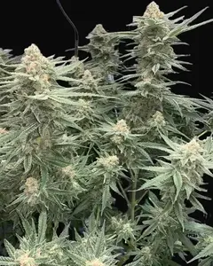 Blueberry 47