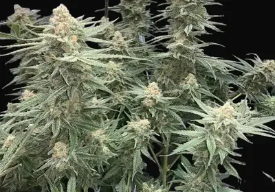 Blueberry 47