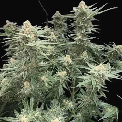 Blueberry 47